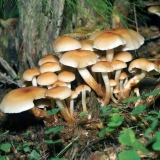 Lažna serolamela saća (serum lamelarni, mak agarik): fotografija i opis kako kuhati