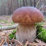 Lažne bijele gljive: fotografija i opis, sorte