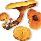 Lažne lisičarke: fotografija i opis, kako se razlikuju, da li je mo...