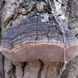 Lažna (hrastova) gljiva: fotografija i opis, razlika od sadašnjeg, učinak na drvo