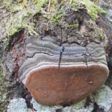 Lažna jasikova gljiva: opis, upotreba u tradicionalnoj medicini, fo...