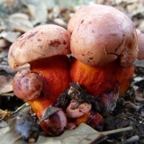 Lažna satanska gljiva: fotografija i opis