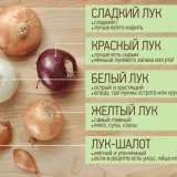 Najboljih 9 sorti luka, za srednju traku - datumi zrenja