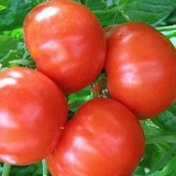 Najbolje determinantne sorte paradajza za plastenike