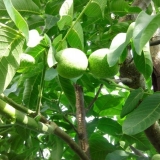 Najbolje sorte oraha otporne na mraz