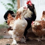 Najbolji kokoši mesne rase za kućni uzgoj