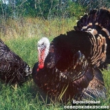 Najbolje rase ćurki