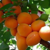 Najbolje sorte kajsija