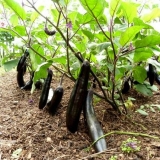 Najbolje sorte patlidžana za sibir