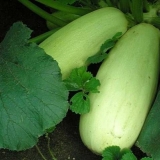 Najbolje sorte tikvica za otvoreno tlo