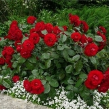 Najbolje sorte prskanih ruža