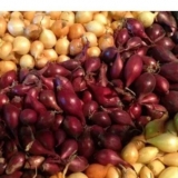 Najbolje sorte holandske selekcije luka