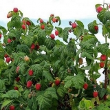 Najbolje sorte maline za centralnu rusiju