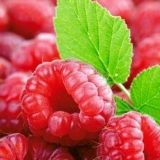 Najbolje sorte malina sa fotografijama i opisima