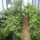 Najbolje sorte niskih paradajza za plastenike