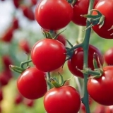 Najbolje sorte paradajza za regiju rostov