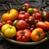 Najbolje sorte paradajza za 2021