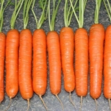 Najbolje sorte rane šargarepe