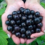 Najbolje sorte baštenske ribizle