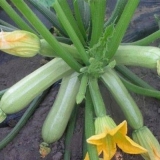 Najbolje sorte samooplodnih tikvica