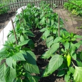 Najbolje sorte slatke paprike za otvoreno tlo