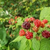 Najbolje sorte slatkih malina za ural i sibir