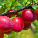 Najbolje sorte šljive za centralnu rusiju
