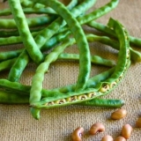 Najbolje sorte pasulja šparoga