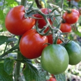 Najbolje moderne sorte paradajza za otvoreno tlo
