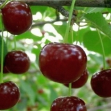 Najbolje sorte trešanja za ural