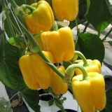 Najbolje sorte žute paprike
