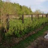 Najbolji susjedi za crnu ribizu - da li je moguće posaditi ogrozd, malinu pored crvene