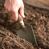 Najbolji načini za sadnju šargarepe