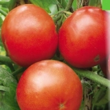 Najbolje srednje sorte paradajza