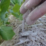 Najbolja gnojiva za ribizle sa pepelom