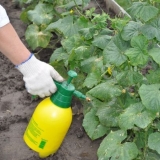 Najbolja đubriva i prelivi za krastavce