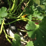 Najbolje produktivne sorte tikvica