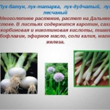 Batun luk - sadnja i njega na otvorenom polju, prije zime, uzgoj iz sjemena