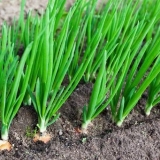 Crni luk - raste iz sjemena