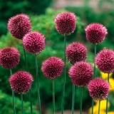 Dekorativni luk sa okruglom glavom (alijum): fotografija, sadnja i njega