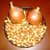 Obrada luka prije sadnje u jesen: korisni savjeti i tehnike