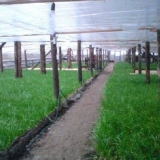 Luk u staklenik zimi: tajne uzgoja, pogodne sorte