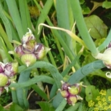 Višeslojni luk - sadnja i njega