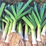 Poriluk karantanski: opis, recenzije