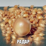 Radar za luk - opis sorte, sadnja i njega