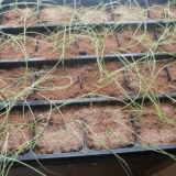 Lukovica globo: opis, sadnja za sadnice, njega, prihranjivanje