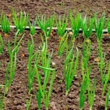 Kalcedon luka: opis, uzgoj iz sjemena, recenzije