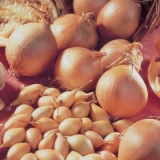 Luk senshui: opis sorte + recenzije