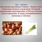 Šalotka: karakteristike sorte i način njenog uzgoja