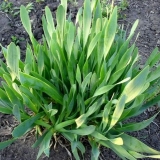 Slime luk - uzgoj i njega